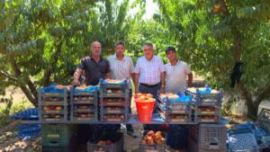 gulaven-seftalisinin-hasadi-basladi-5-20117940_amp