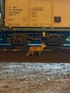 uzmanlar-muratli-da-tren-istasyonu-yakininda-20374005_sd (1)
